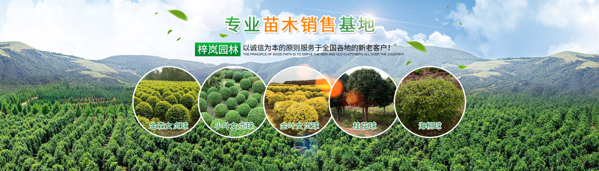 湖南梓嵐園林景觀有限責任公司_湖南苗木銷售|造型苗木|喬灌木類|精品小苗